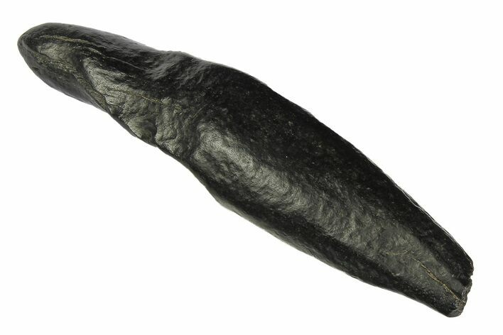 Fossil Sperm Whale (Scaldicetus) Tooth - South Carolina #176180